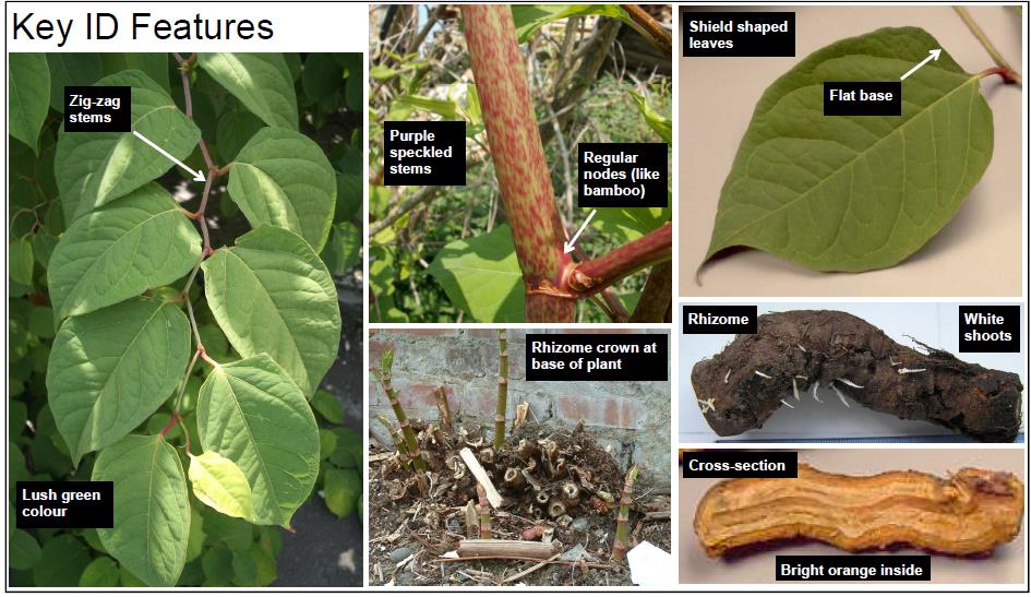 How To Identify Japanese Knotweed Labc